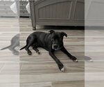 Small Photo #6 American Staffordshire Terrier-Unknown Mix Puppy For Sale in Queen Creek, AZ, USA