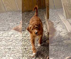 Jody - Female Goldendoodle Dog for Adoption - Photo #2