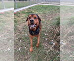 Small #1 Rottweiler Mix