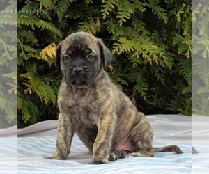 Mastiff Puppy for sale in MORGANTOWN, PA, USA