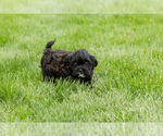 Small #2 Shih-Poo