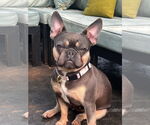 Small #1 French Bulldog