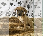 Small Labrador Retriever Mix