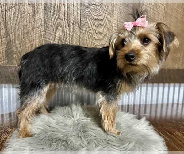 Medium Photo #1 Yorkshire Terrier Puppy For Sale in NAPPANEE, IN, USA