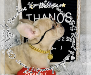 English Bulldog Puppy for sale in ATHENS, GA, USA