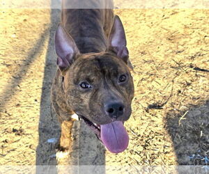 American Pit Bull Terrier-Unknown Mix Dogs for adoption in Millersville, MD, USA