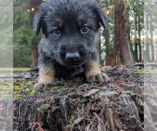 Medium Photo #6 German Shepherd Dog Puppy For Sale in LAKE STEVENS, WA, USA