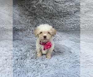 Poodle (Toy) Puppy for sale in JEFFERSONVILLE, IN, USA