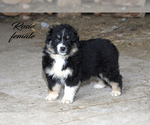 Small #2 Australian Shepherd