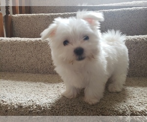 Maltese Puppy for sale in KANSAS CITY, MO, USA