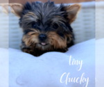 Small #5 Yorkshire Terrier