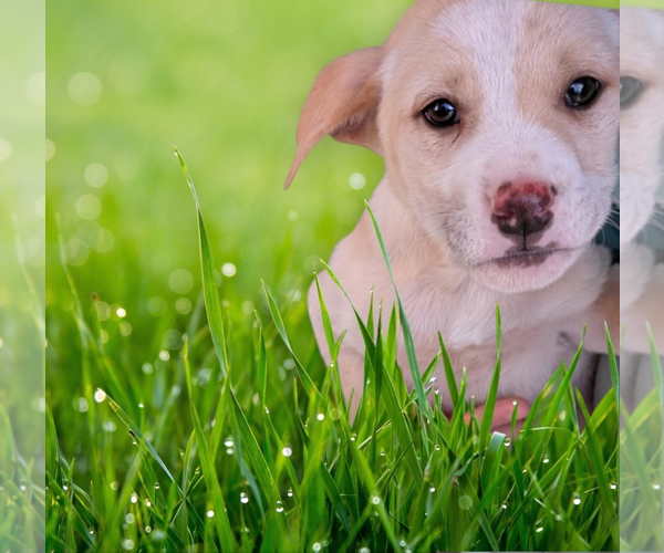 Medium Photo #2 Labbe Puppy For Sale in garner, NC, USA