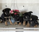 Small #1 German Shepherd Dog