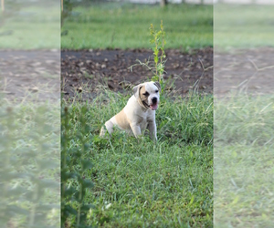 American Bulldog Puppy for Sale in PARIS, Tennessee USA