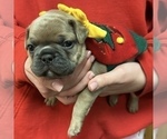 Small Photo #43 French Bulldog Puppy For Sale in WEXFORD, PA, USA