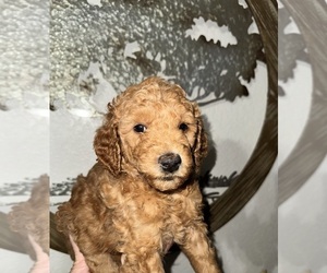 Medium Goldendoodle