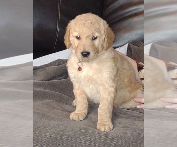 Medium Photo #5 Golden Retriever Puppy For Sale in MERIDIAN, MS, USA