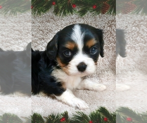 Cavalier King Charles Spaniel Puppy for sale in ELIZABETHTON, TN, USA