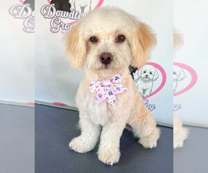 Poodle (Miniature)-Unknown Mix Dogs for adoption in Corona, CA, USA