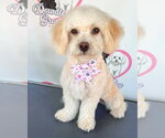 Small Poodle (Miniature) Mix