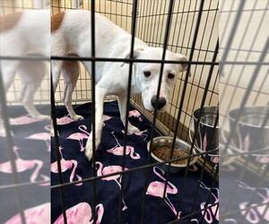Mutt Dogs for adoption in Texas City, TX, USA