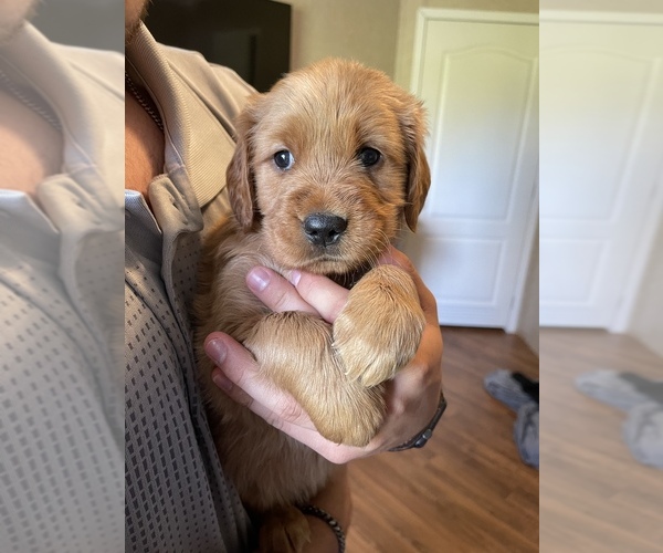 Medium Photo #1 Golden Retriever Puppy For Sale in KNOXVILLE, TN, USA