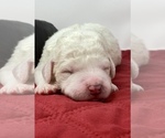 Small Photo #15 Goldendoodle Puppy For Sale in WHITE PLAINS, MD, USA