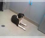 Small Labrador Retriever Mix