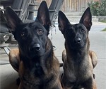 Small Photo #12 Belgian Malinois Puppy For Sale in COLTON, CA, USA