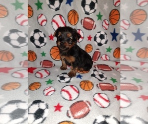 Yorkshire Terrier Puppy for Sale in LAPEER, Michigan USA