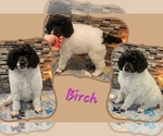 Puppy Birch Poodle (Standard)