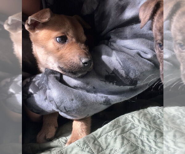 Medium Photo #2 Mutt Puppy For Sale in Dana Point, CA, USA