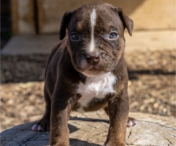 Medium Photo #2 American Bully Puppy For Sale in JURUPA VALLEY, CA, USA
