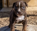 Small Photo #2 American Bully Puppy For Sale in JURUPA VALLEY, CA, USA
