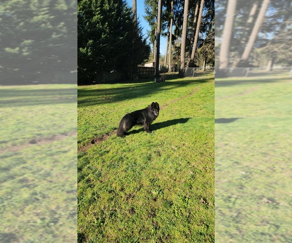 Medium Photo #5 German Shepherd Dog Puppy For Sale in LAKE STEVENS, WA, USA