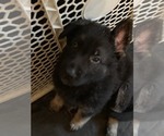 Small Photo #1 German Shepherd Dog Puppy For Sale in HILLSBORO, NH, USA