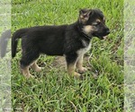 Small #6 German Shepherd Dog