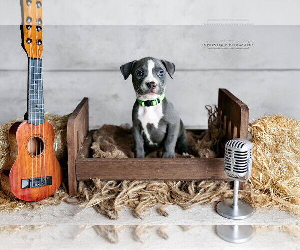 Medium Photo #1 American Pit Bull Terrier Puppy For Sale in Rockville, MD, USA