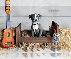 American Pit Bull Terrier Dogs for adoption in Rockville, MD, USA