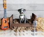 Small American Pit Bull Terrier
