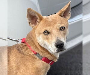 Nessi - Female Mutt Dog for Adoption - Photo #10