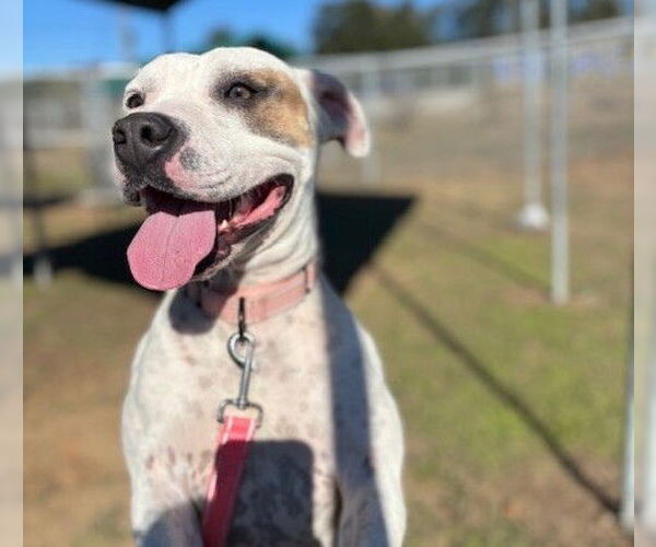 Medium Photo #3 American Pit Bull Terrier-Unknown Mix Puppy For Sale in Ocala, FL, USA