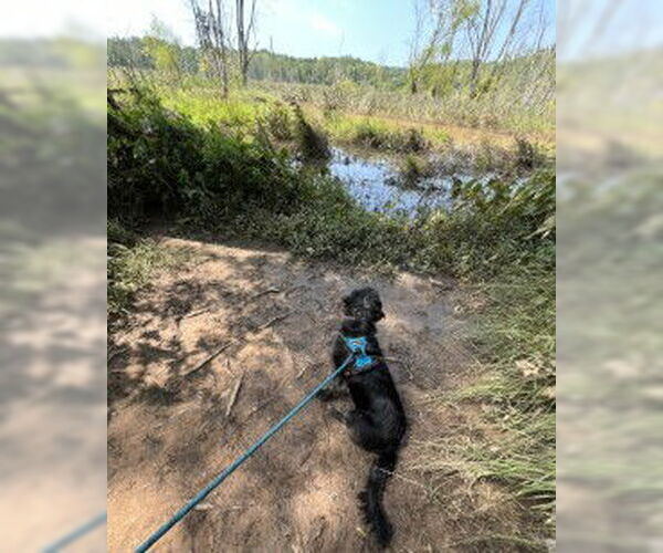 Medium Photo #3 Mutt Puppy For Sale in Lenoir, NC, USA