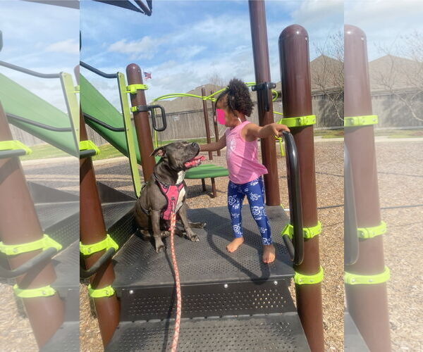 Medium Photo #12 American Staffordshire Terrier Puppy For Sale in Rosenberg, TX, USA