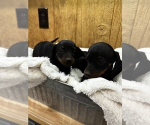 Dachshund Puppy for sale in CONCORDIA, MO, USA