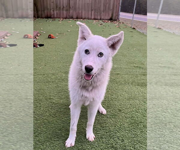 Medium Photo #2 Gerberian Shepsky Puppy For Sale in Cumming, GA, USA