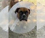 Small Boxer