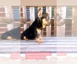 Small #2 French Bulldog