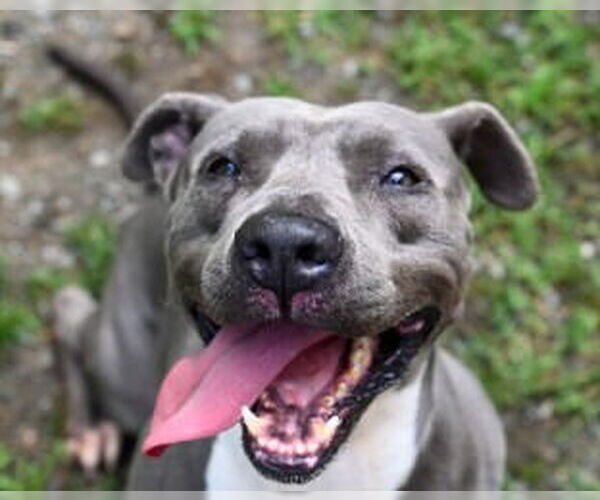 Medium Photo #8 American Pit Bull Terrier Puppy For Sale in Glen Allen, VA, USA