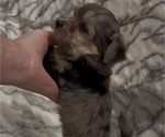 Small #2 Yorkshire Terrier